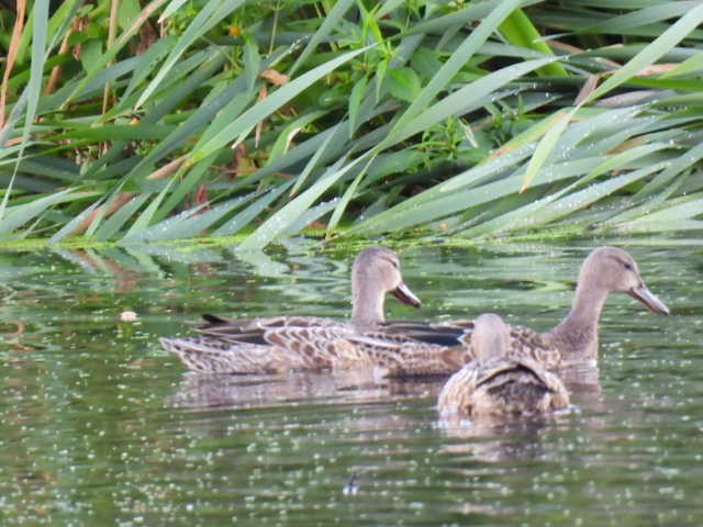 Blue-winged Teal - ML640895467