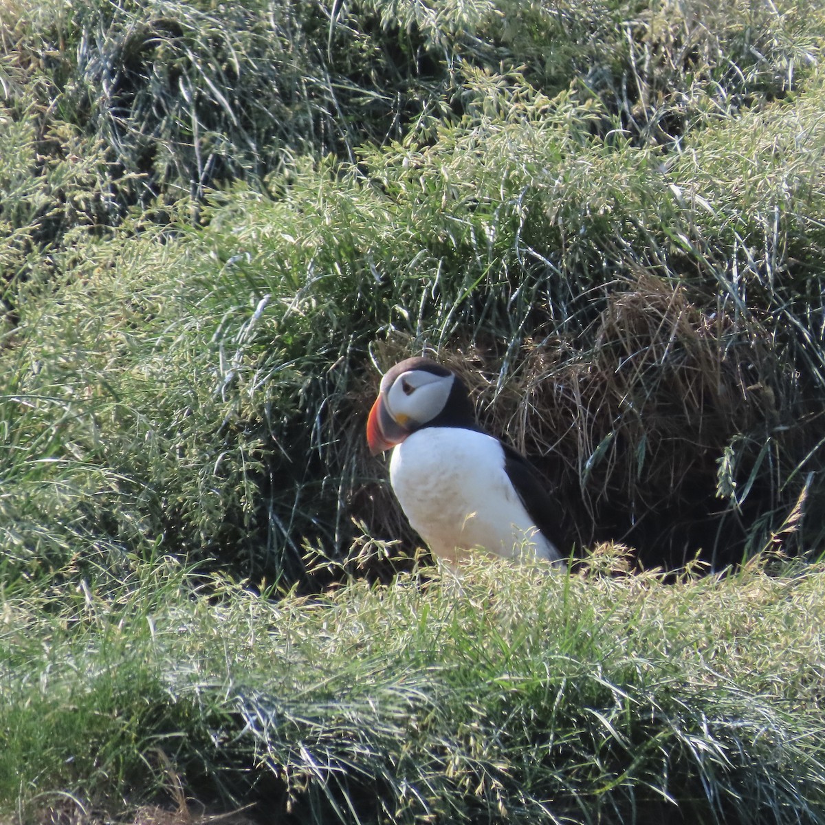eBird Checklist - 14 Jul 2025 - Witless Bay Eco. Reserve--Pee Pee ...
