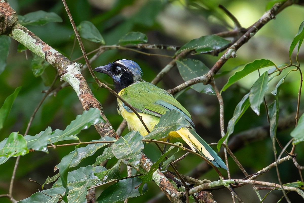 Green Jay - ML640895498