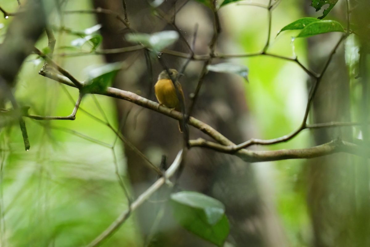 Ruddy-tailed Flycatcher - ML640895535