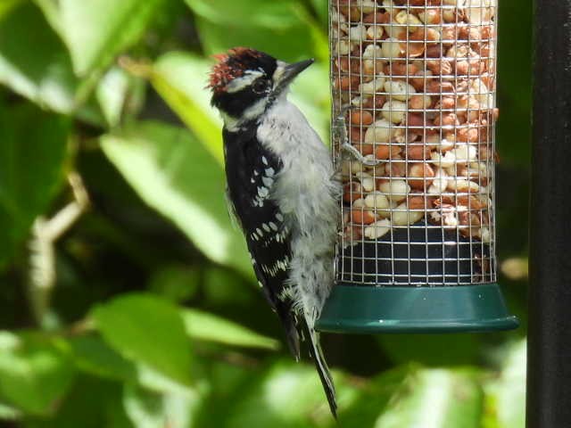 Downy Woodpecker - ML640895577