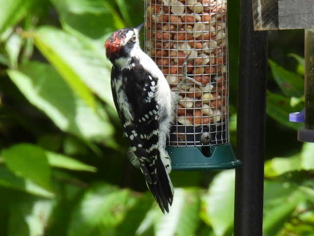 Downy Woodpecker - ML640895578