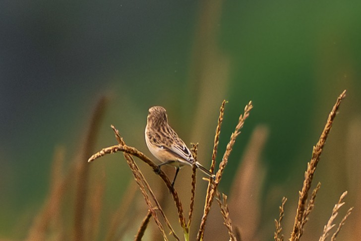 White-tailed Stonechat - ML640895594