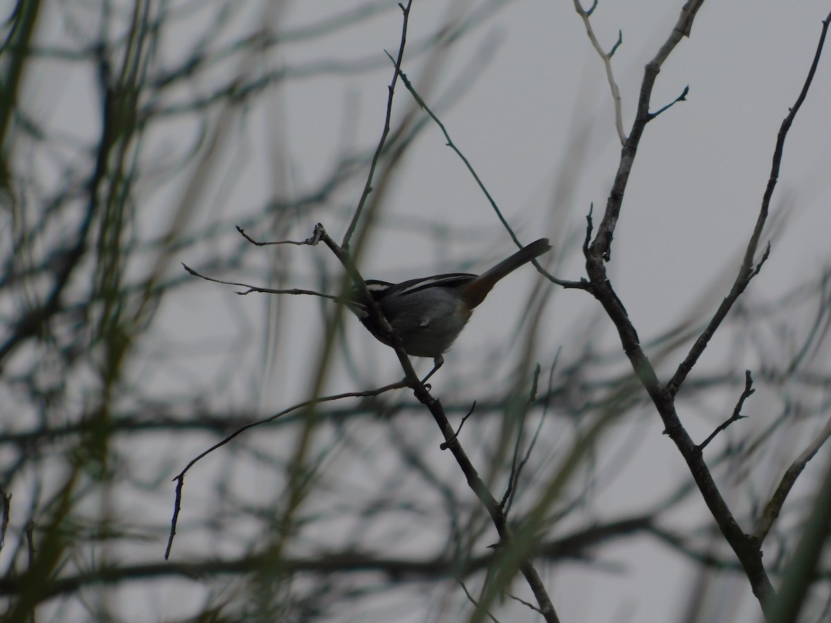 Ringed Warbling Finch - ML640895624