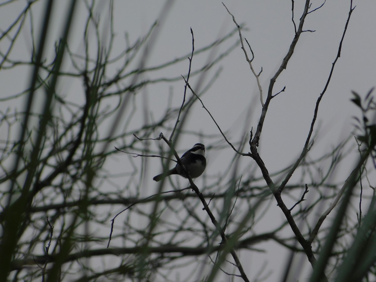 Ringed Warbling Finch - ML640895625