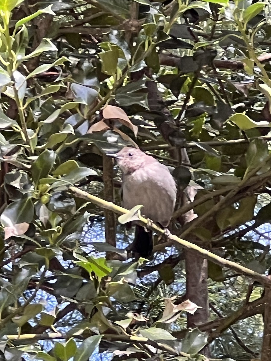 Gray Catbird - ML640895659