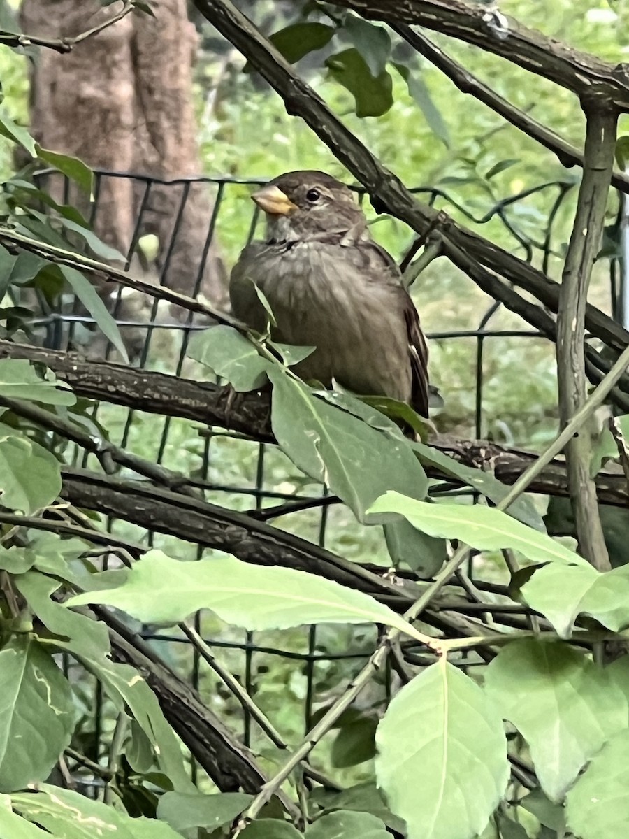 House Sparrow - ML640895663