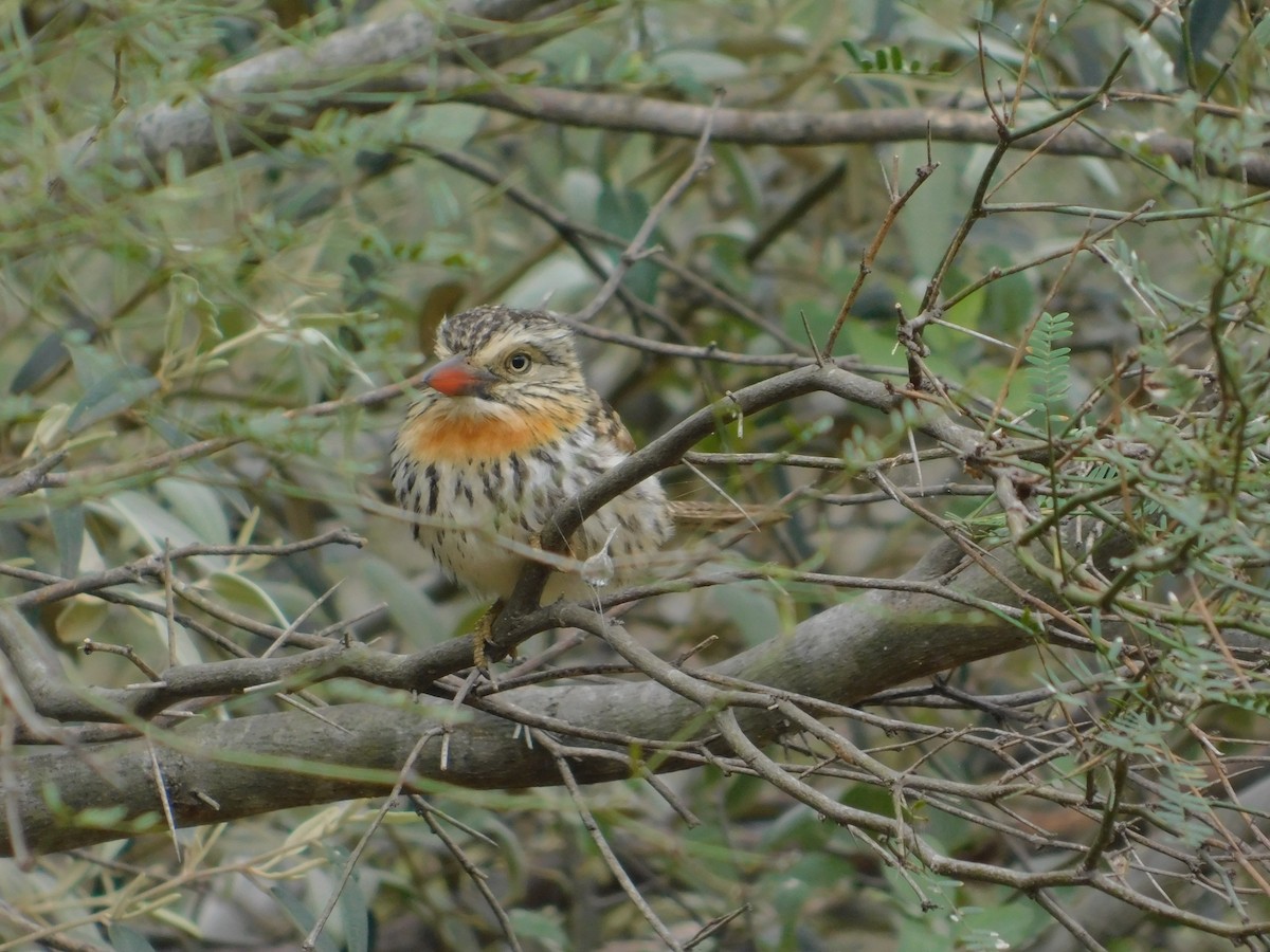 Spot-backed Puffbird - ML640895741