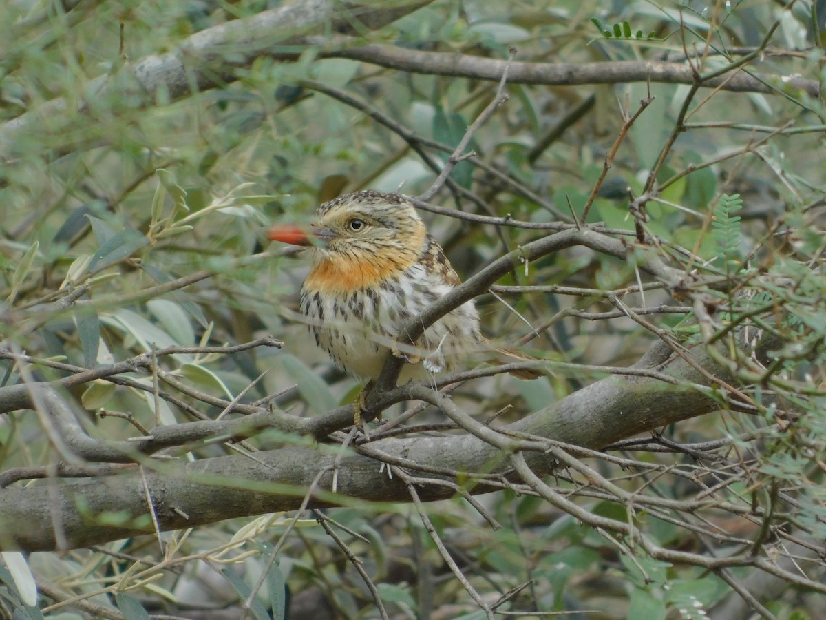 Spot-backed Puffbird - ML640895742