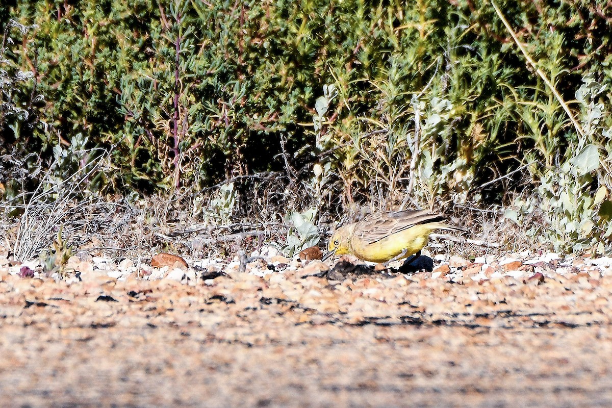 Gibberbird - ML640895744