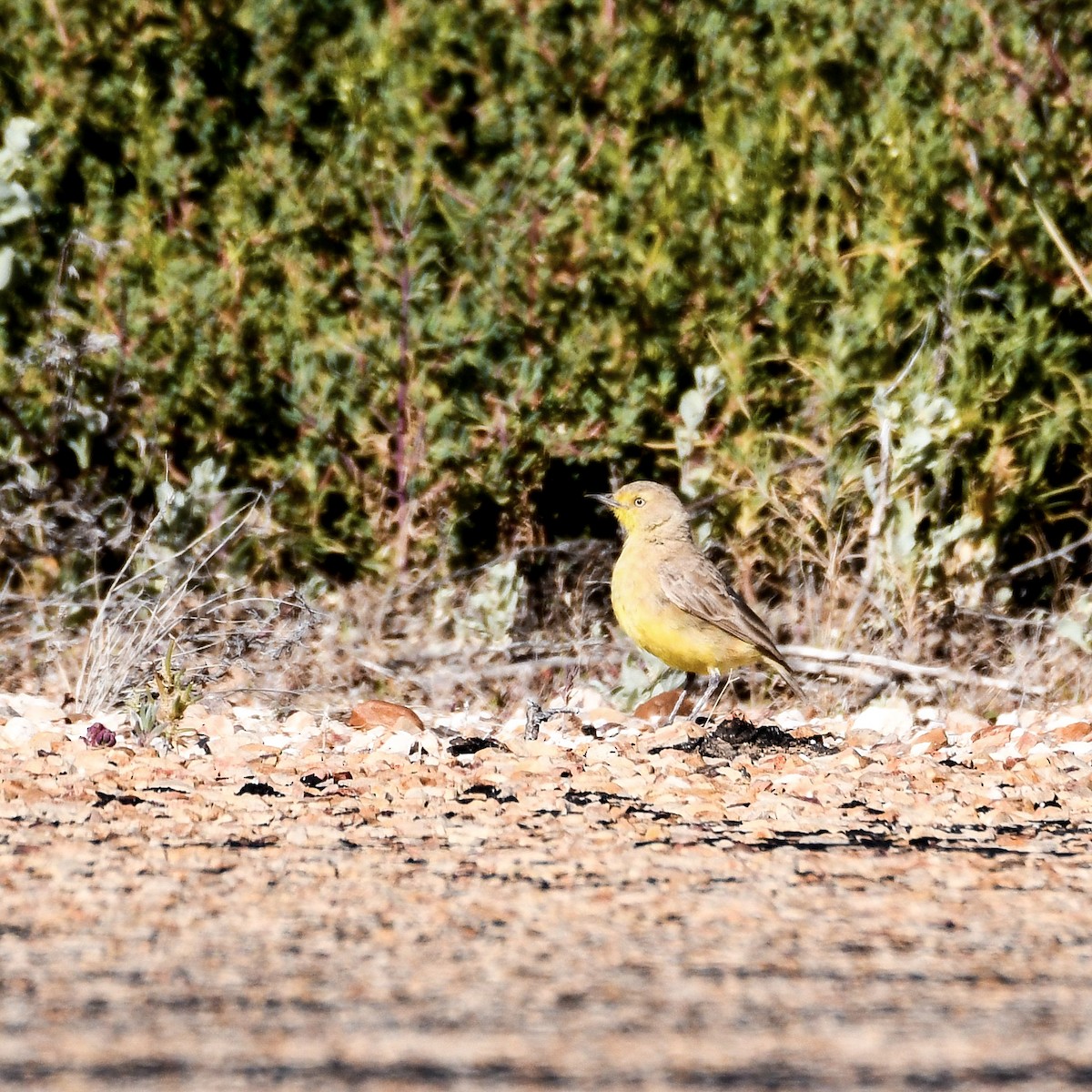 Gibberbird - ML640895745