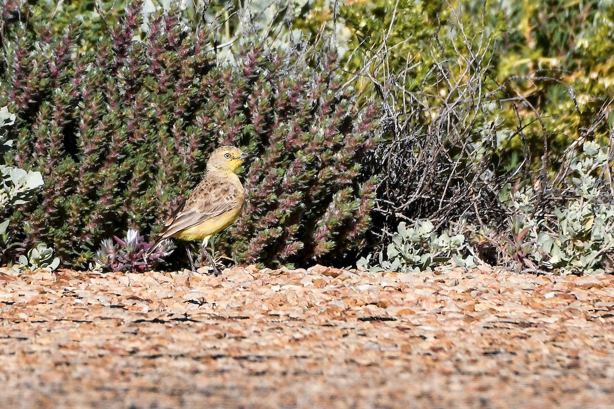 Gibberbird - ML640895746
