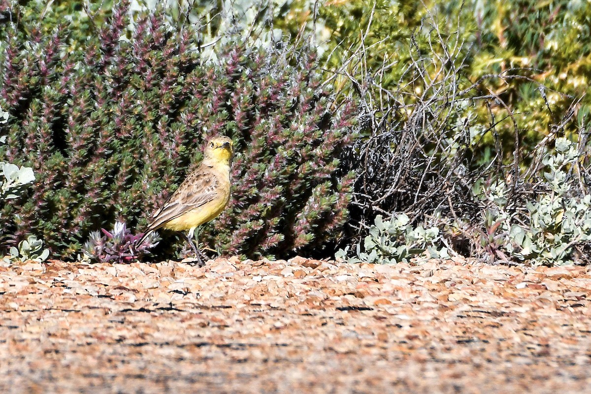 Gibberbird - ML640895747