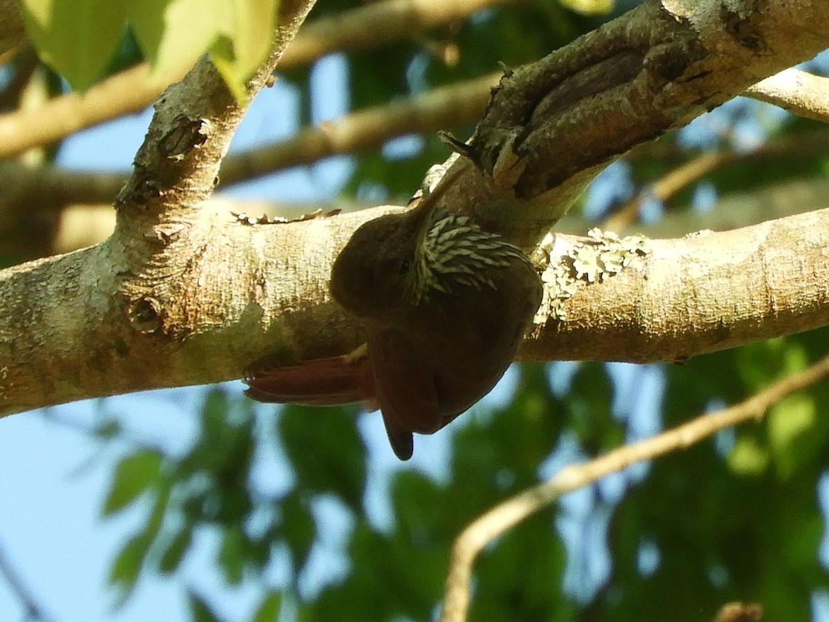 Dusky-capped Woodcreeper - ML640895757