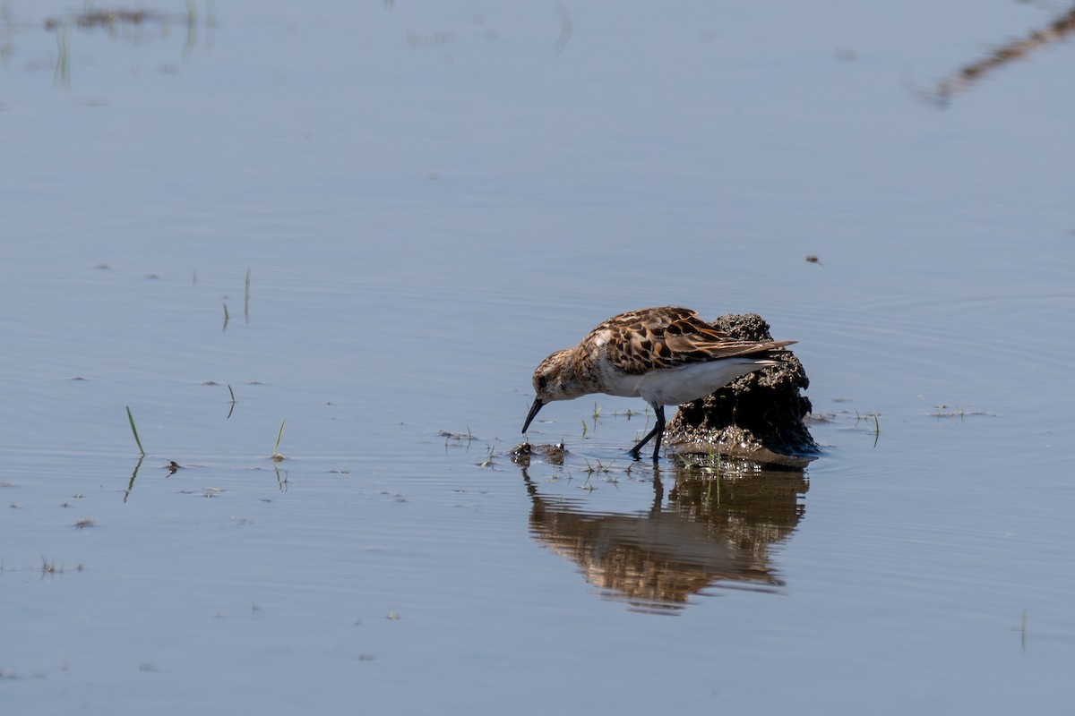 Little Stint - ML640895758