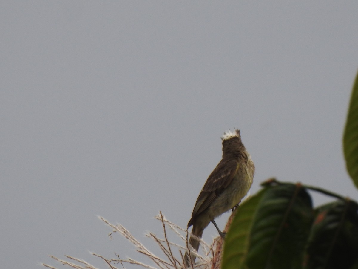 Mottle-backed Elaenia - ML640895783