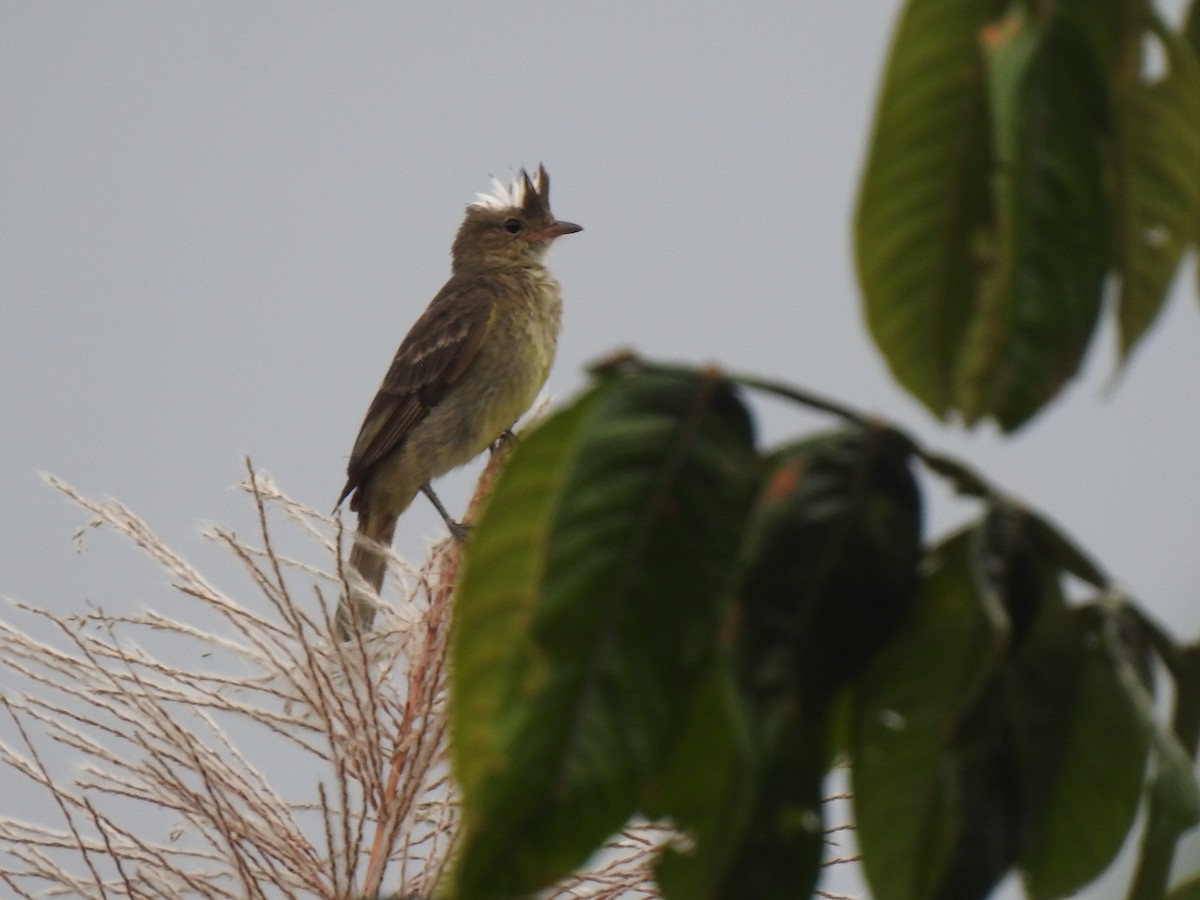 Mottle-backed Elaenia - ML640895784