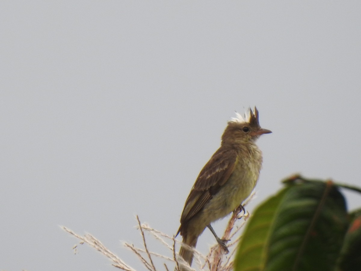 Mottle-backed Elaenia - ML640895785