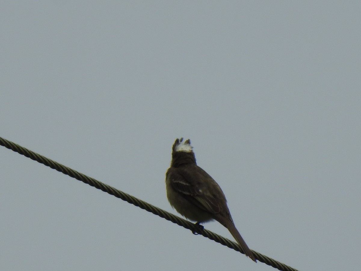 Mottle-backed Elaenia - ML640895786