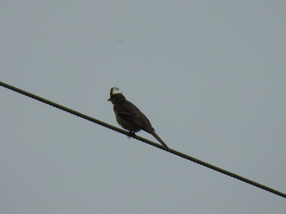 Mottle-backed Elaenia - ML640895787