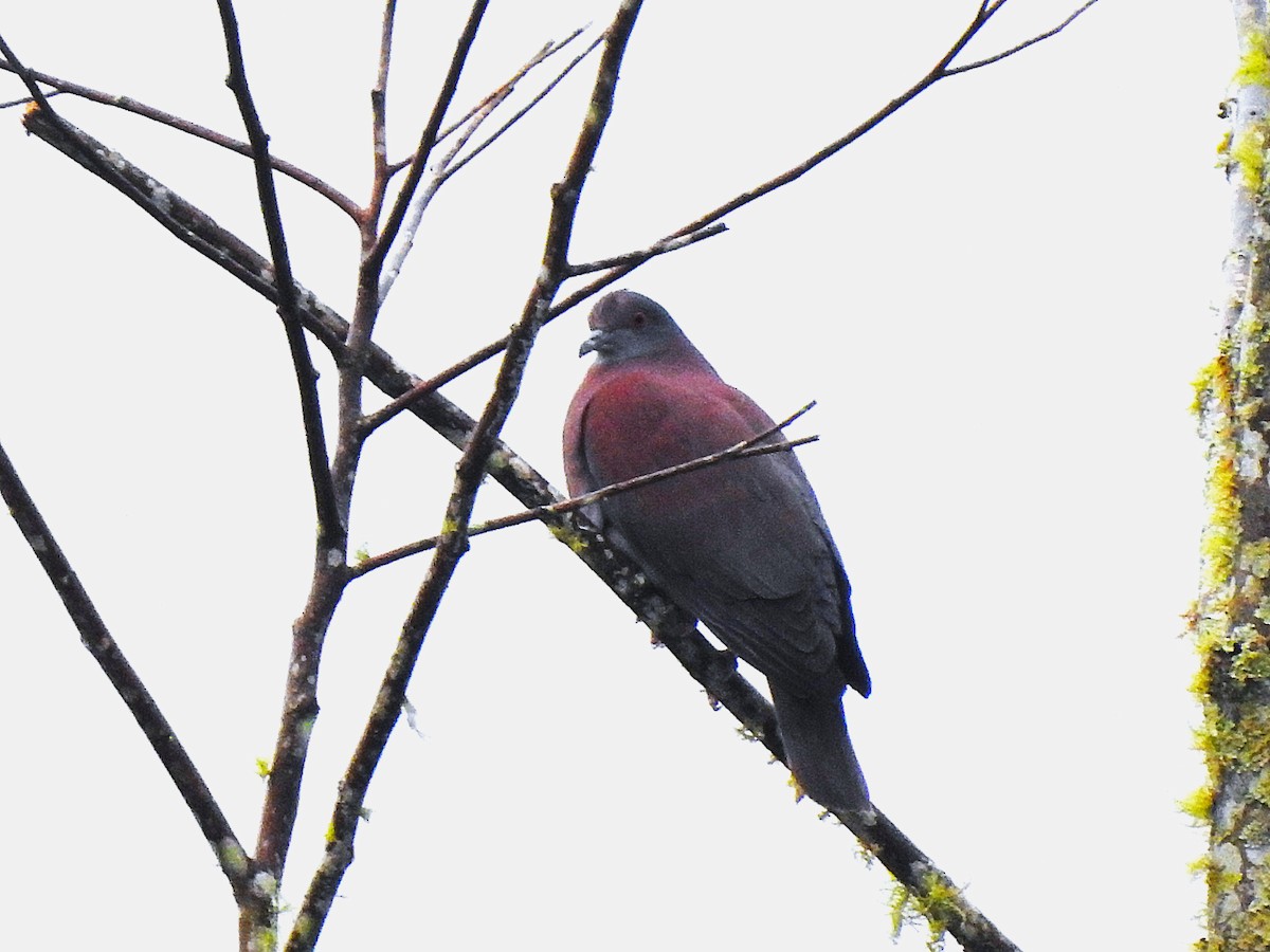Pale-vented Pigeon - ML640895876