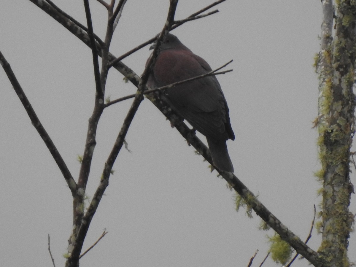 Pale-vented Pigeon - ML640895877
