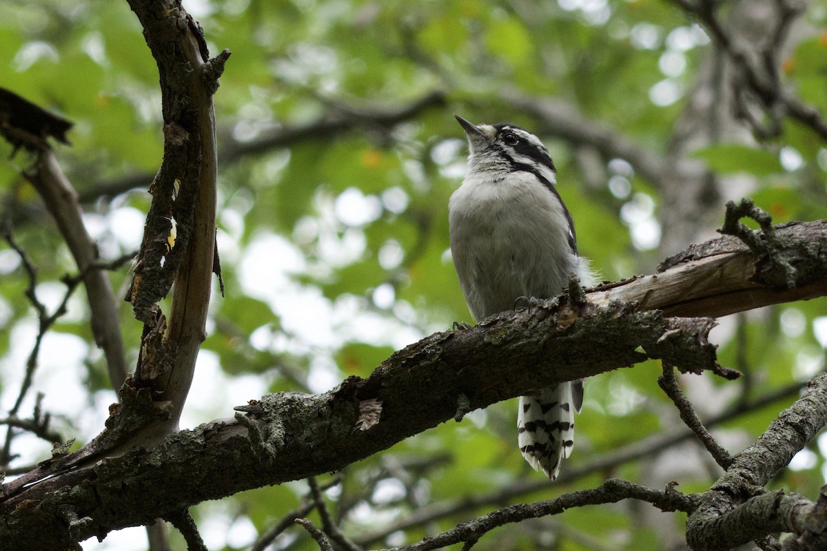 Downy Woodpecker - ML640895902