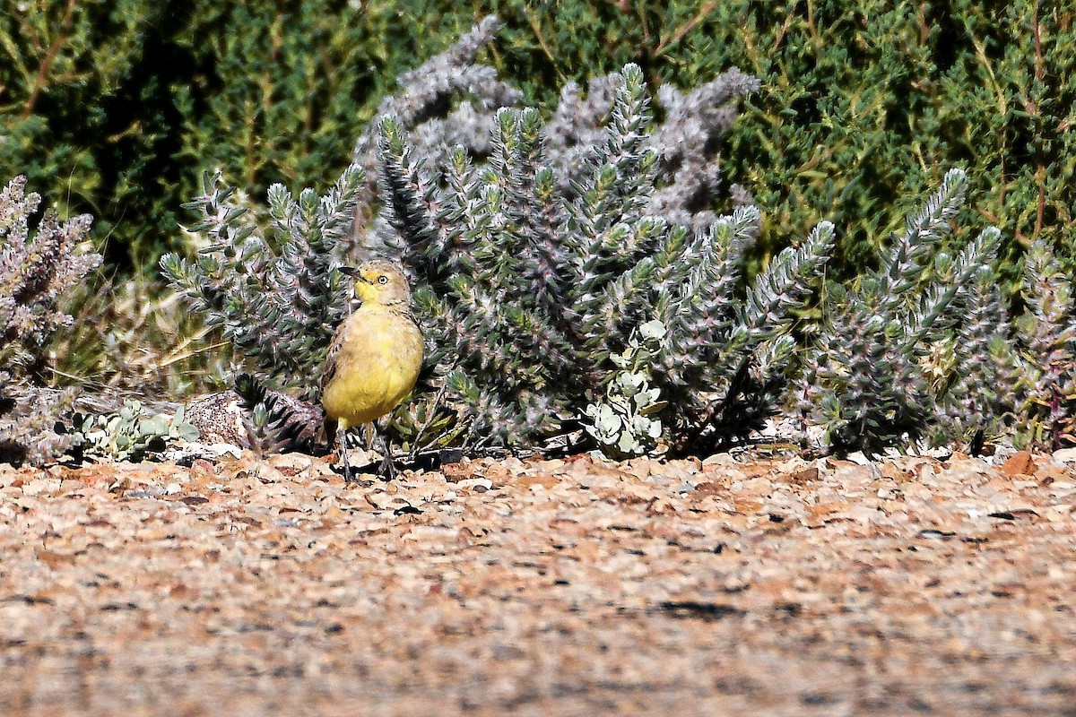 Gibberbird - ML640895930