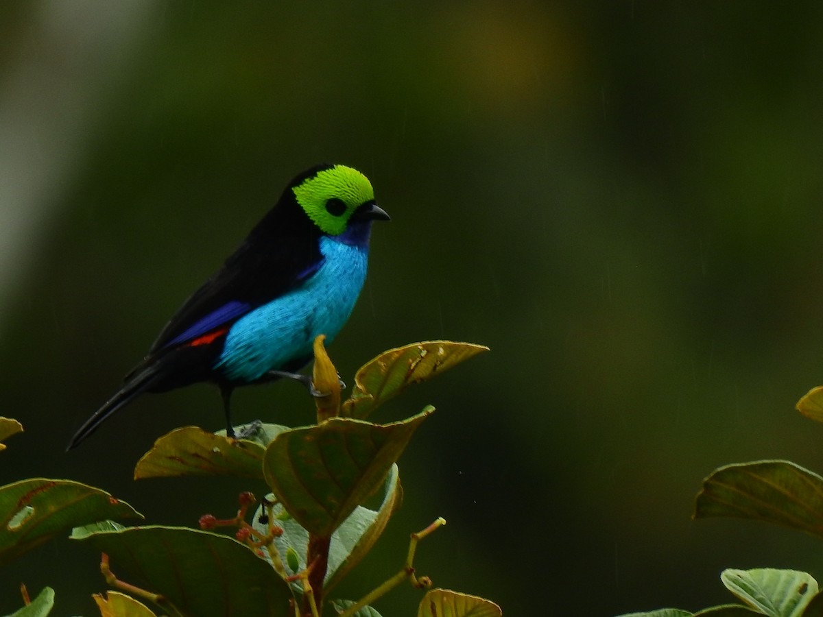 Paradise Tanager - ML640895971