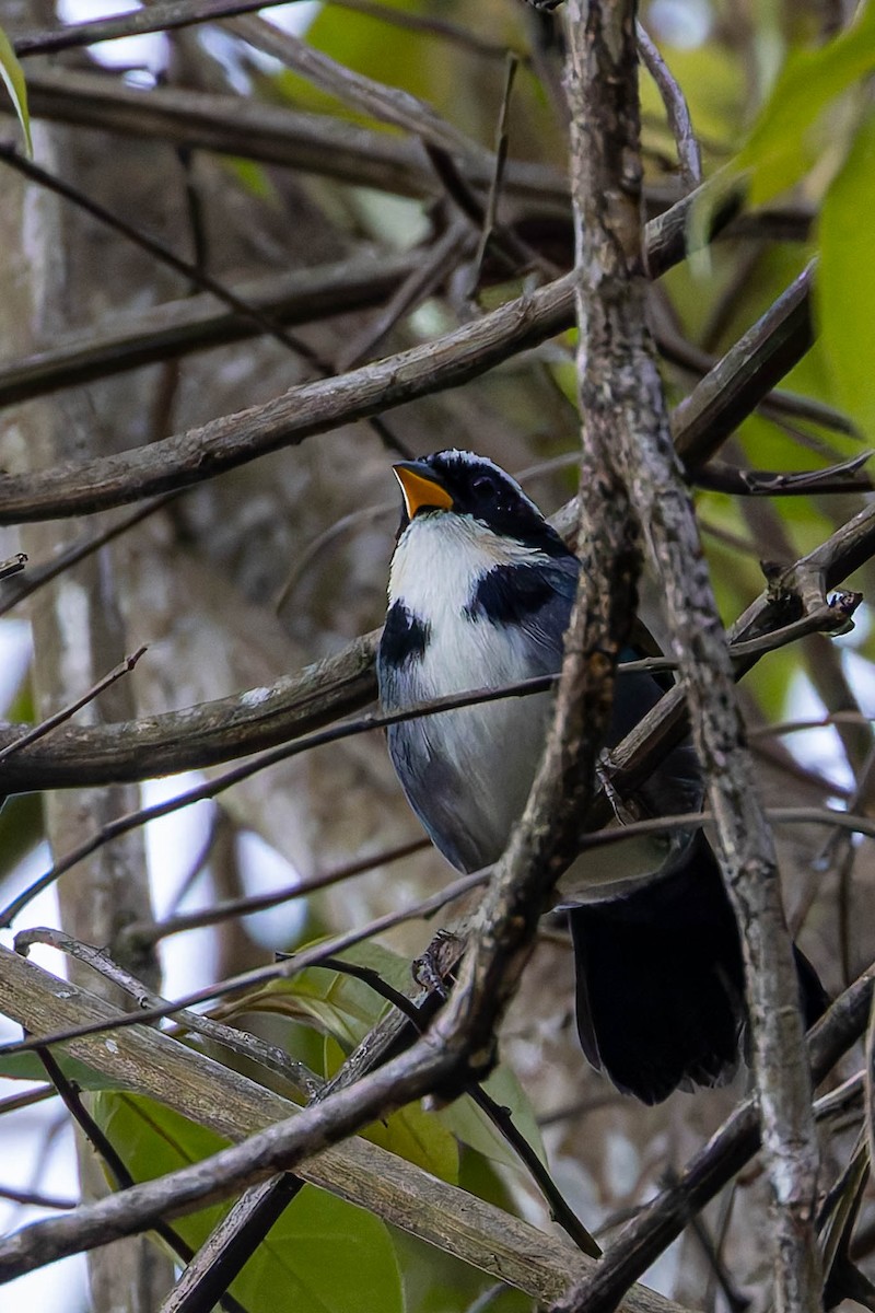 Half-collared Sparrow - ML640896102