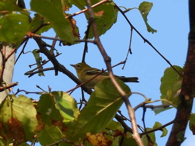 Bay-breasted Warbler - ML640896105