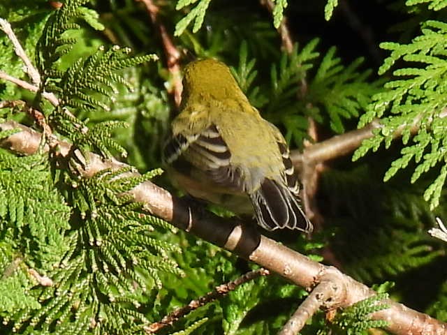 Bay-breasted Warbler - ML640896106