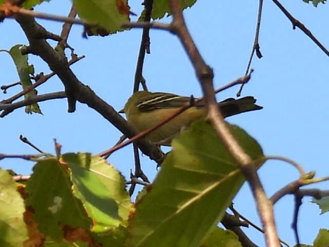 Bay-breasted Warbler - ML640896107