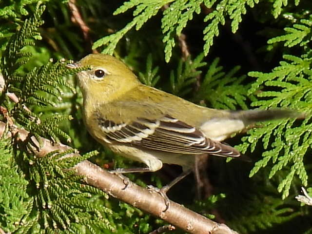 Bay-breasted Warbler - ML640896108