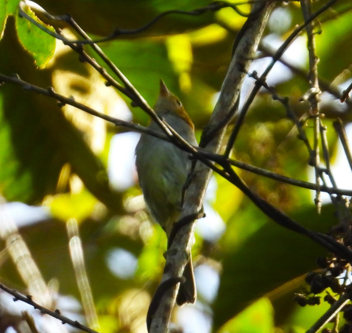 Fulvous-headed Tanager - ML640896116