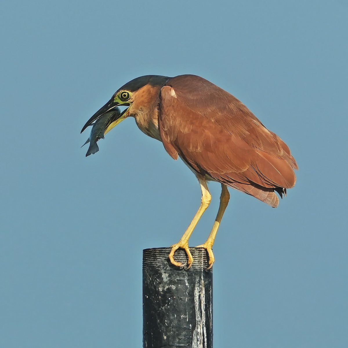 Nankeen Night Heron - ML640896132