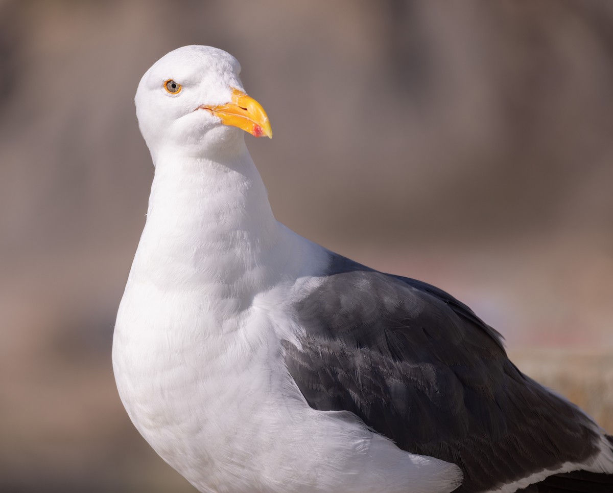 Western Gull - ML640896167