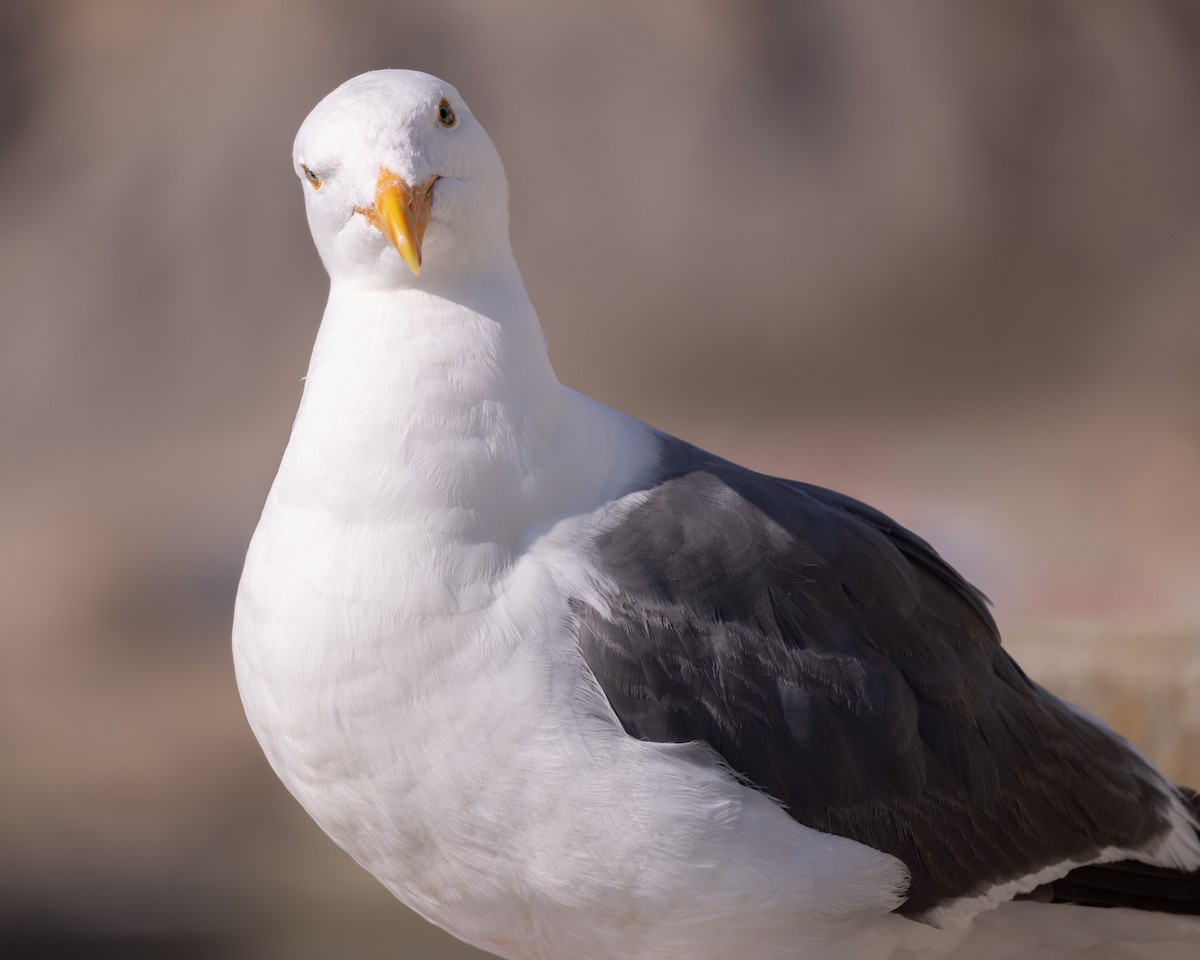 Western Gull - ML640896168