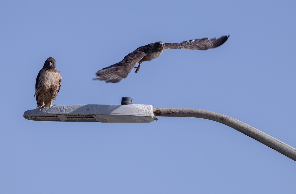 Red-tailed Hawk - ML640896178