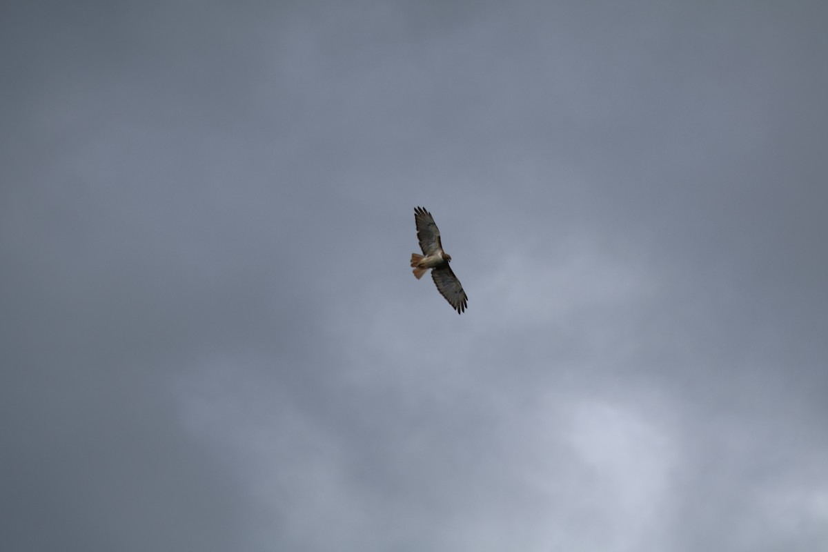 Accipitridae sp. (hawk sp.) - ML640896180