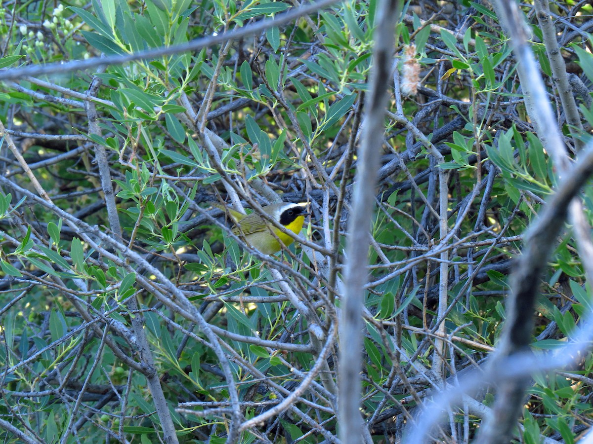 Common Yellowthroat - ML64089621