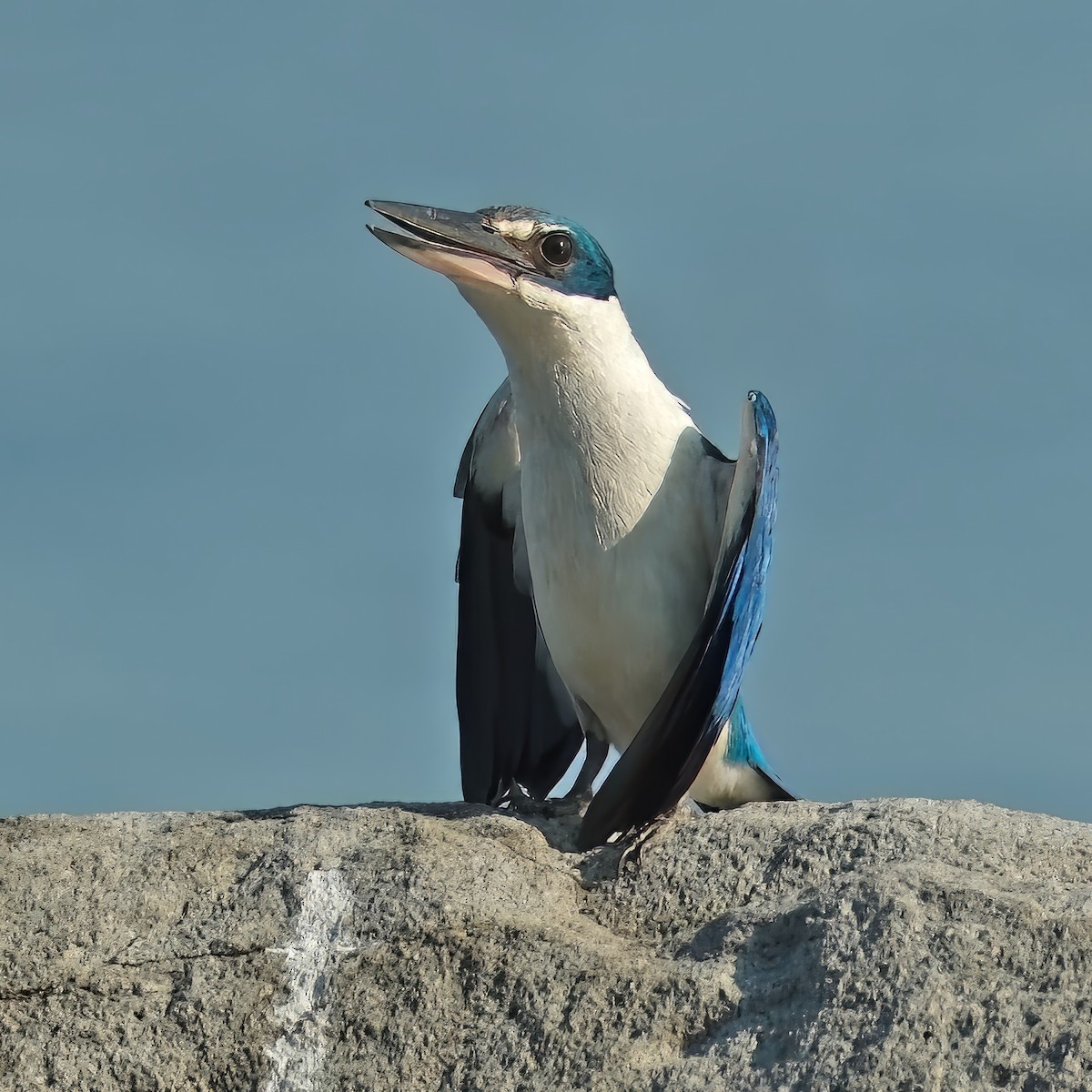 Collared Kingfisher - ML640896222