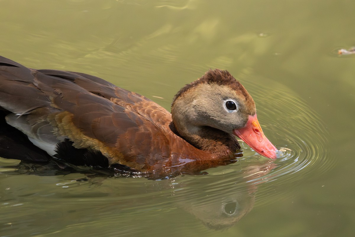 Black-bellied Whistling-Duck - ML640896233