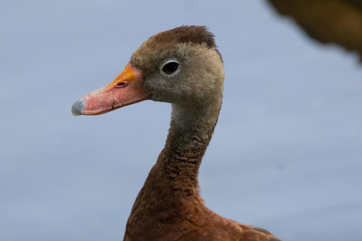 Black-bellied Whistling-Duck - ML640896236