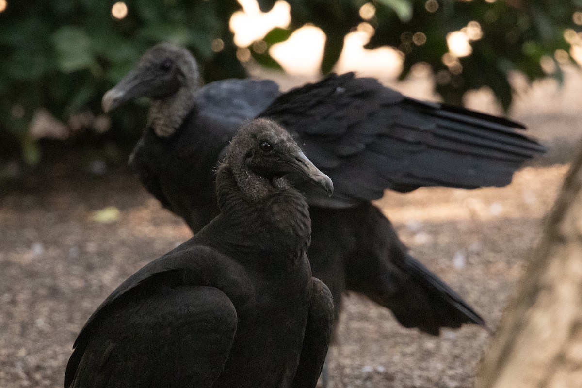 Black Vulture - ML640896259