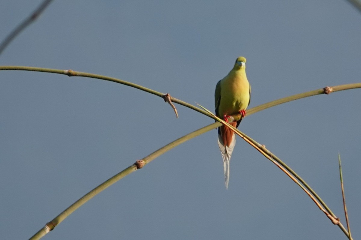 Pin-tailed Green-Pigeon - ML640896307