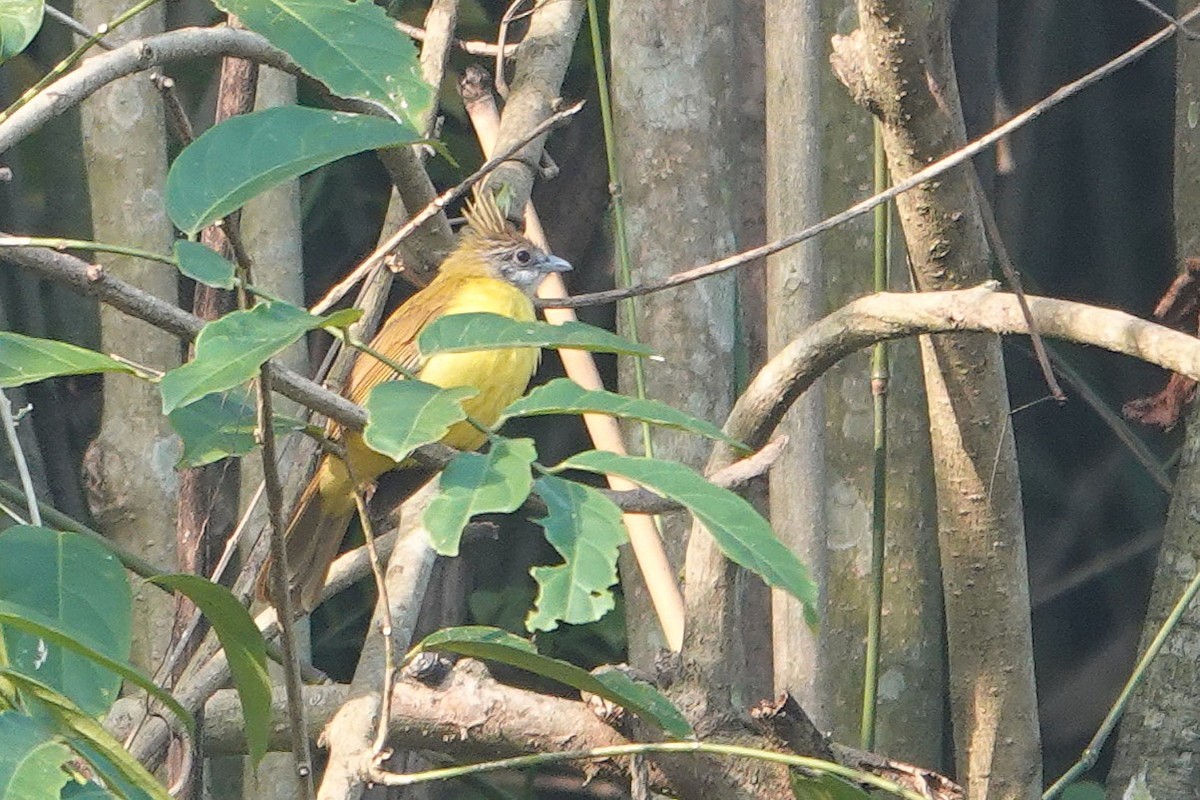 White-throated Bulbul - ML640896394
