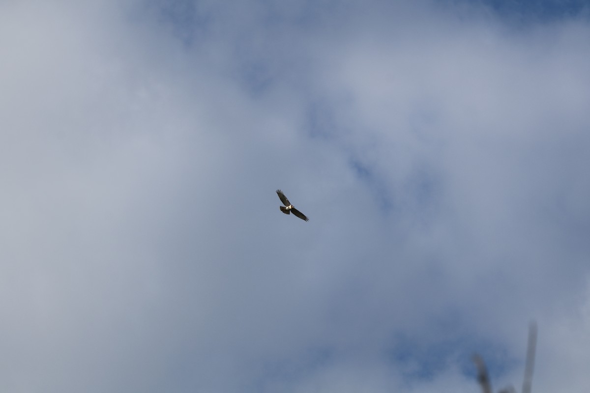 Accipitridae sp. (hawk sp.) - ML640896423