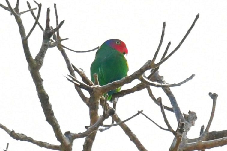 Red-cheeked Parrot - ML640896480