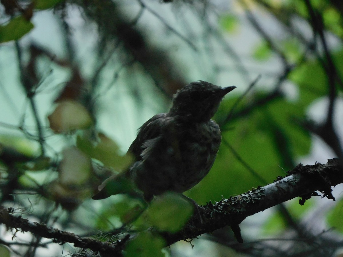Swainson's Thrush - ML640896499